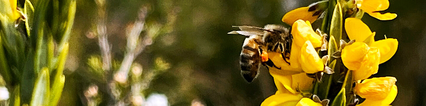Bee on flower collecting nectar