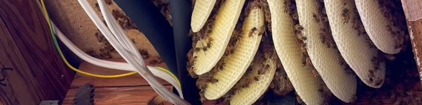 A bee swarm became a beehive in ceiling - Woodgate
