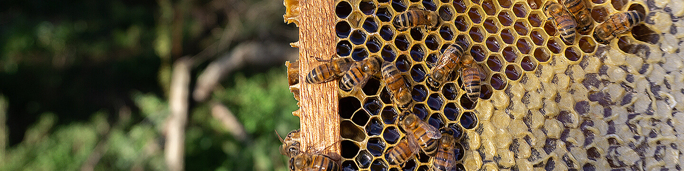 Photo by Theo Topolevsky on Unsplash bees on frame