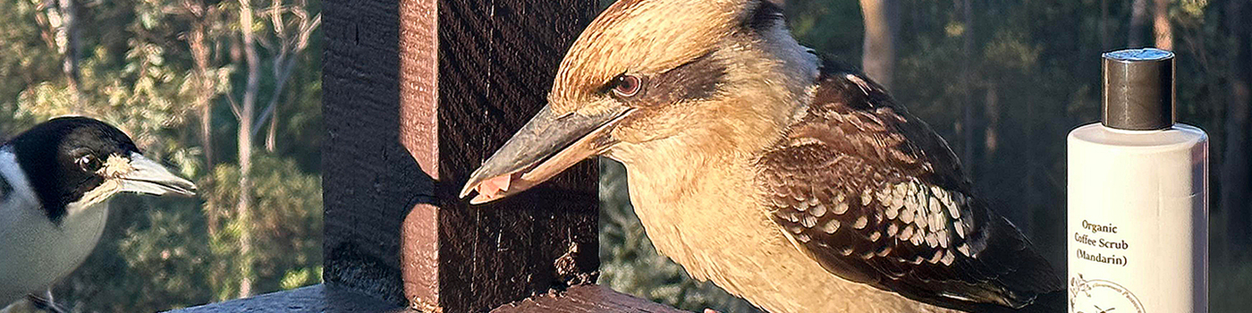 A Kookaburra and a Butcherbird sitting on a rail