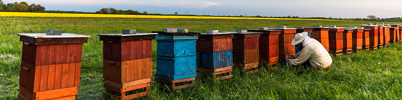 Man checking bee hives in line on open field