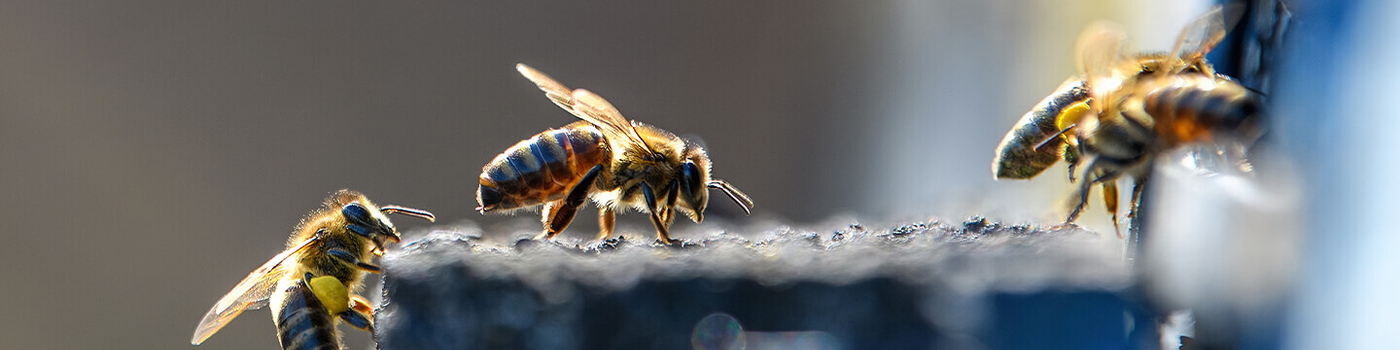 Bees entering bee hive opening