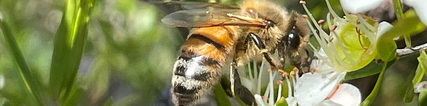 A bee on a leptospermum flower