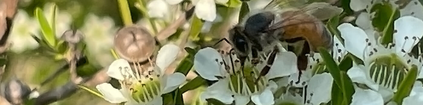 MGO vs UMF - what does it all mean? feature image