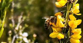 Bee on a yellow flower