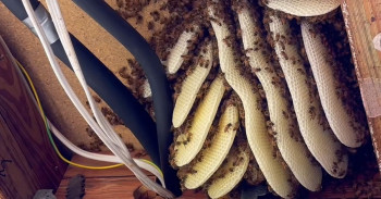 A bee swarm became a beehive in ceiling - Woodgate