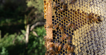 Photo by Theo Topolevsky on Unsplash bees on frame