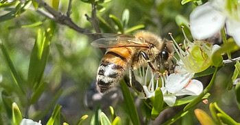 A bee on a leptospermum flower