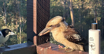 A Kookaburra and a Butcherbird sitting on a rail