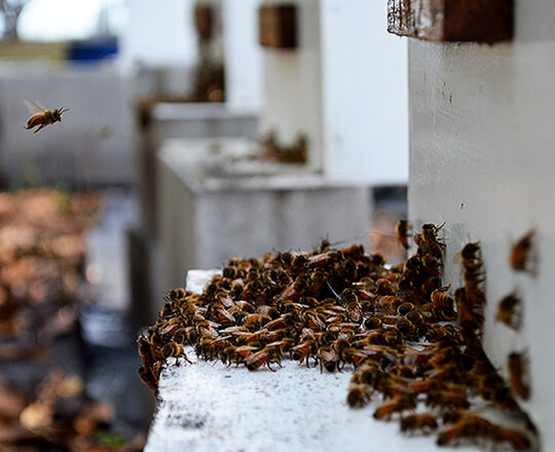 Solo bee doing the bee dance in front of beehive
