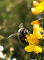 540x440 bee on flower