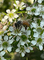 bee landing on a leptospermum flower