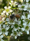A honey bee on the leptospermum flower