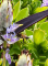 Bee on purple flower540x440