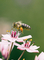 Photo by Aaron Burden on Unsplash A bee landing on a Flower