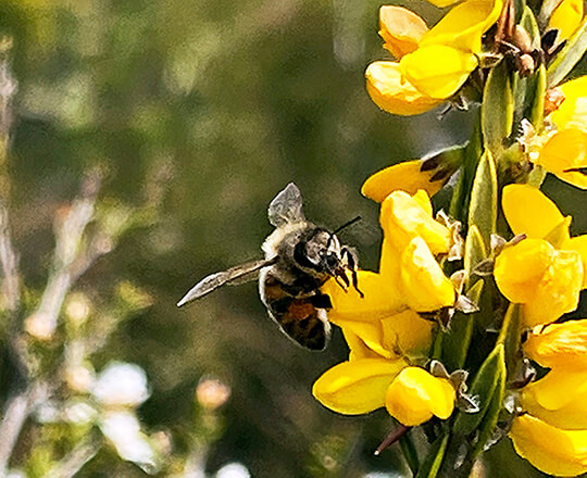 bee collecting nectar and pollen from a yellow flower
