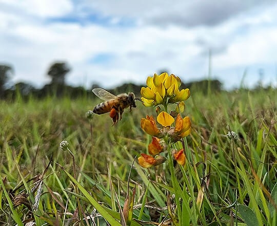 bee with large orange pollen bags
