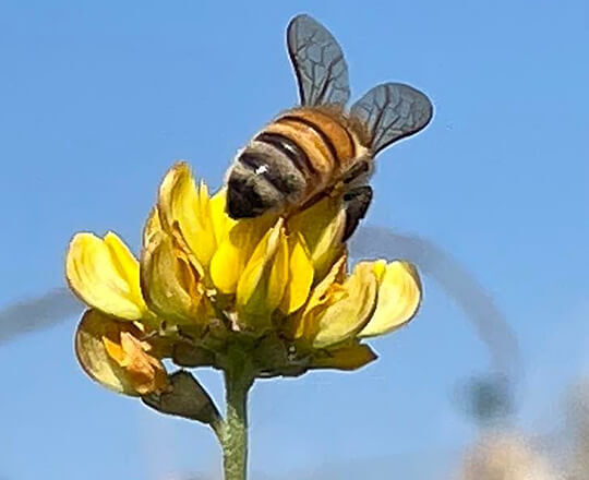 A bee landing on a yellow flower