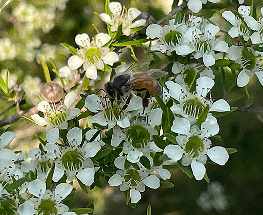 A bee landing on a leptospermum flower