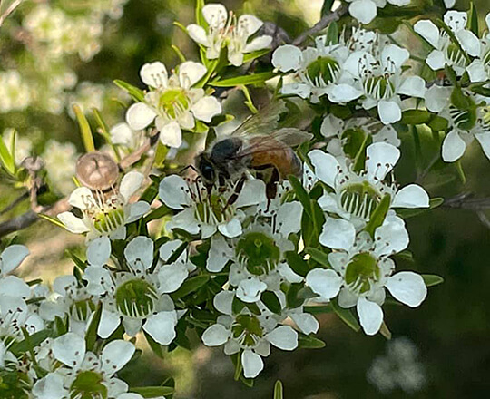 A honey bee on the leptospermum flower