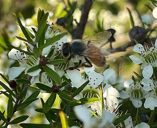 Honey bee on Leptospermum polygalifolium