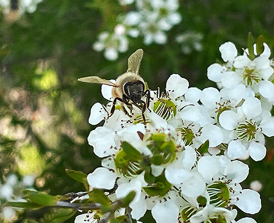 Honey bee on Leptospermum polygalifolium
