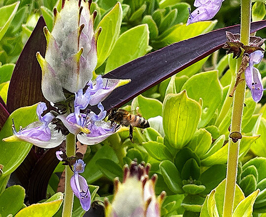 Bee on purple flower540x440