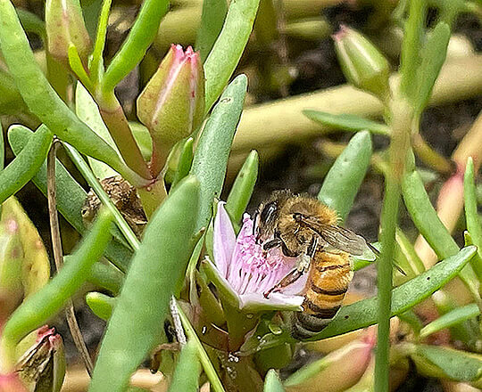 A bee on a flower