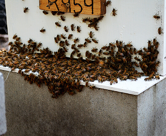 Bees breading on the front of a beehive