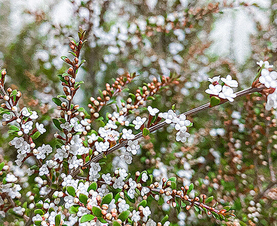 Kunzea Photo by Kendrick Nguyen on Unsplash