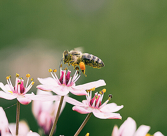 Photo by Aaron Burden on Unsplash A bee landing on a Flower
