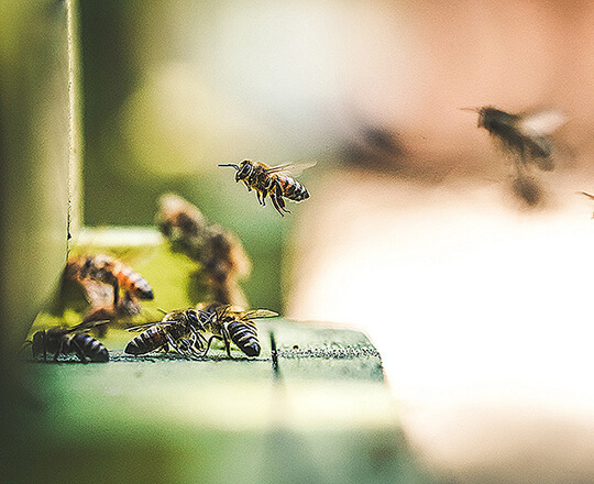 Photo by Eric Ward on Unsplash Bees landing at a hive entrance