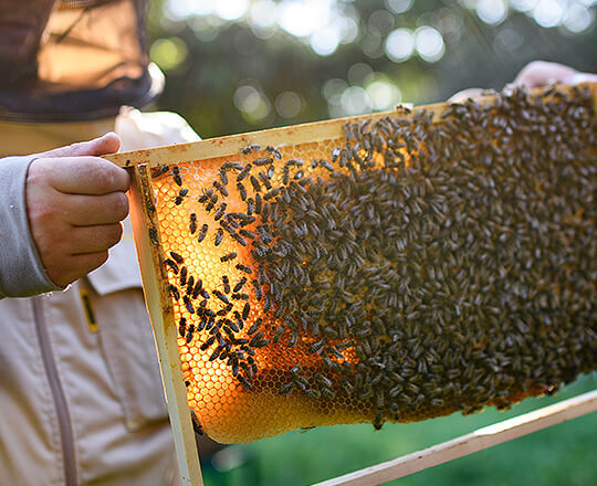 Close up of man holding panel with bees