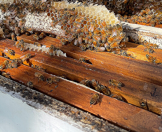 the top of a full bee hive