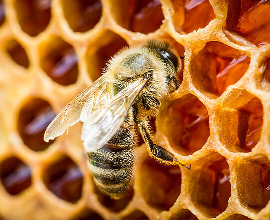 Raw honey bee
