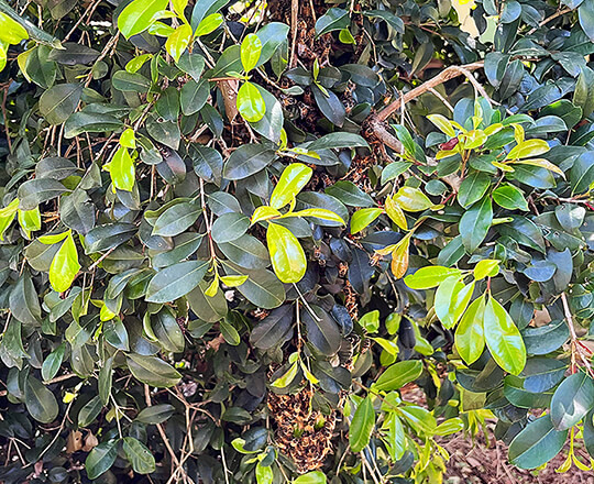 Small bee swarm in a tree