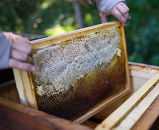 Bee keeper lifts bee hive frame out with honeycomb on it