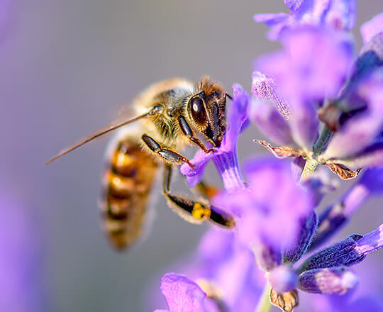Close up of bee pollinating flowers in field